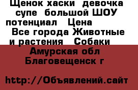 Щенок хаски, девочка супе, большой ШОУ потенциал › Цена ­ 50 000 - Все города Животные и растения » Собаки   . Амурская обл.,Благовещенск г.